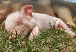 Cuddle Pigs Vegantuas